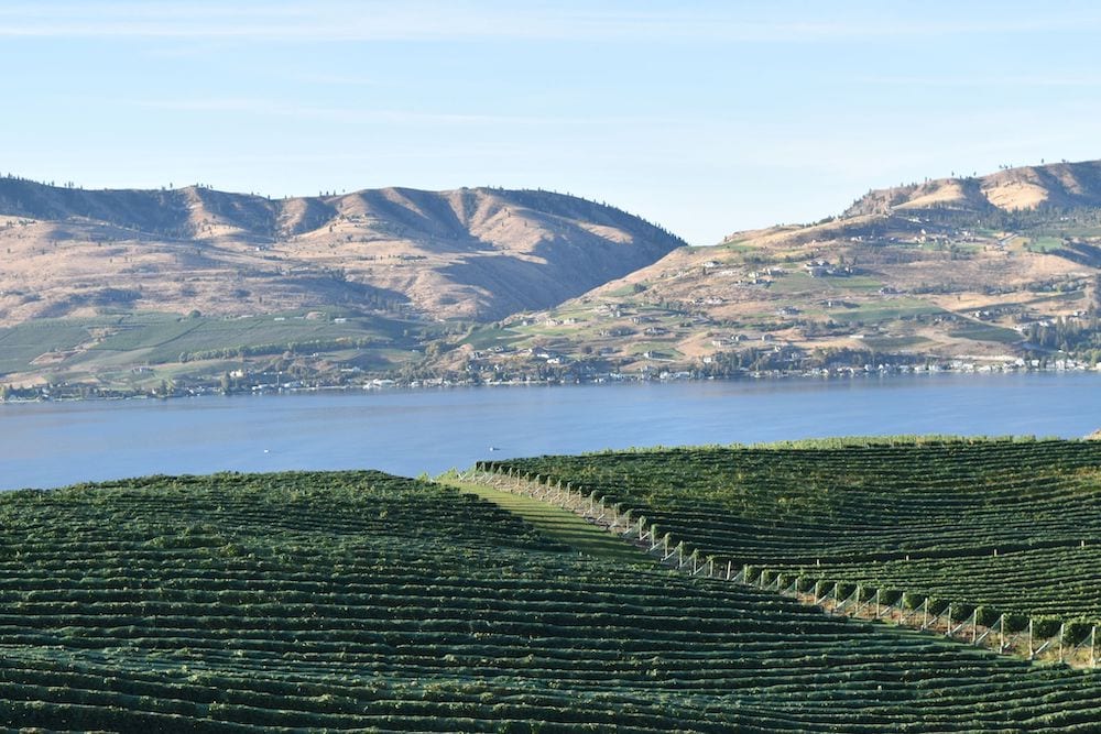 vineyard in Lake Chelan