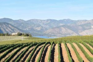 vineyard in Lake Chelan