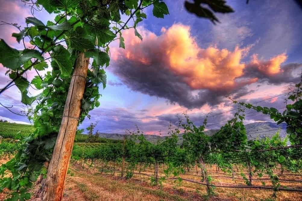 vineyard in the Lake Chelan Valley