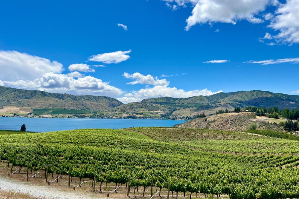View of chelan with vineyard