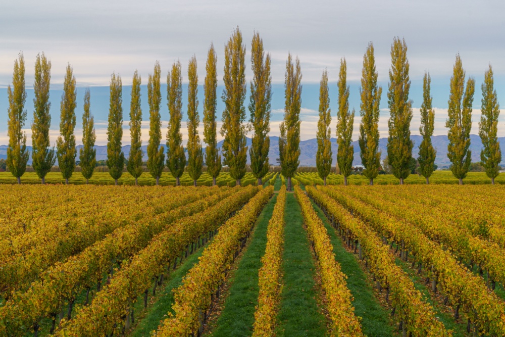 autumn vineyard in chelan