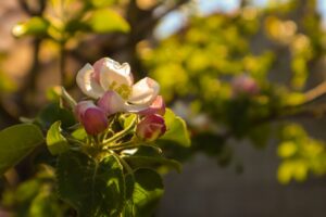 apple blossom