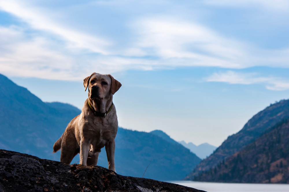 dog at Lake Chelan